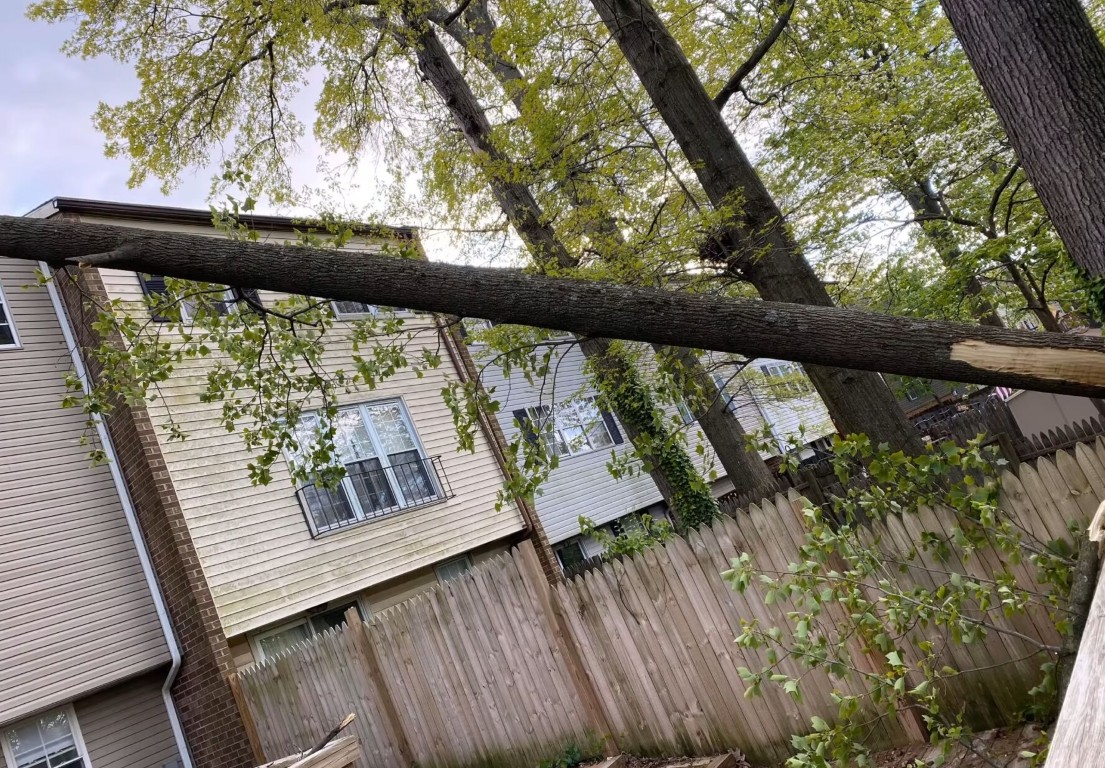 Emergency Tree Removal service in Cheyenne, WY